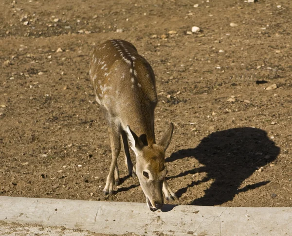 Bebek geyik — Stok fotoğraf