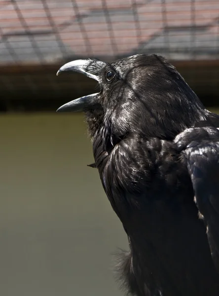 Head of raven — Stock Photo, Image