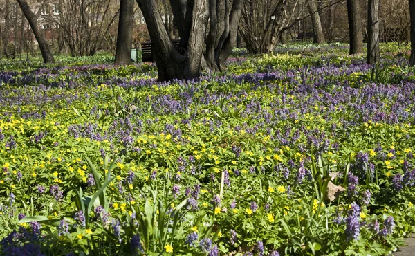 stock image Spring flowers