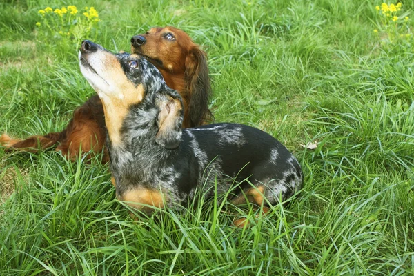 Two dachshunds (badger-dogs) — Stock Photo, Image