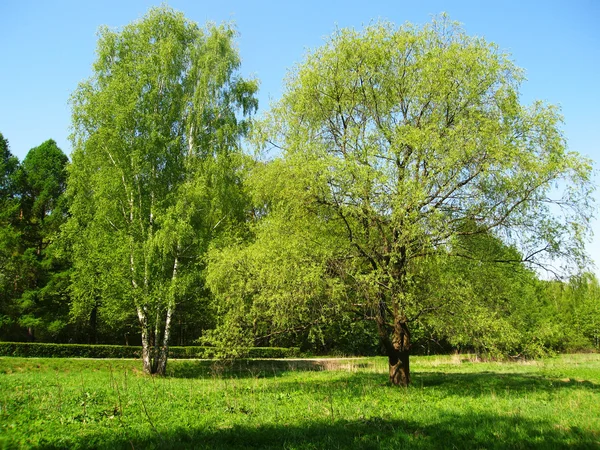 Árvores em um prado — Fotografia de Stock