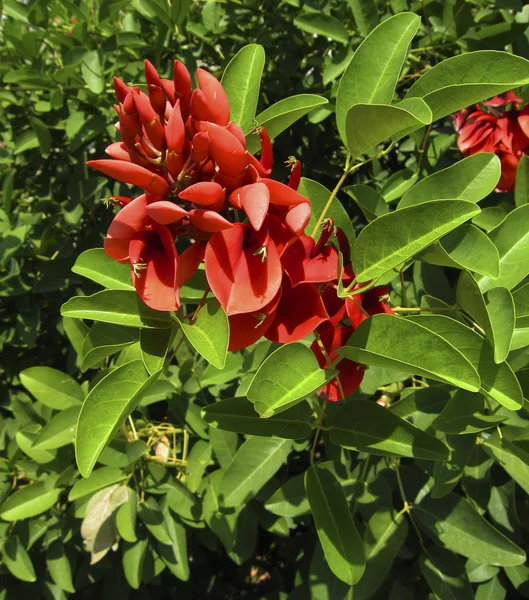 Virág a coral tree (lat. Erythrina-corallodendron) — Stock Fotó