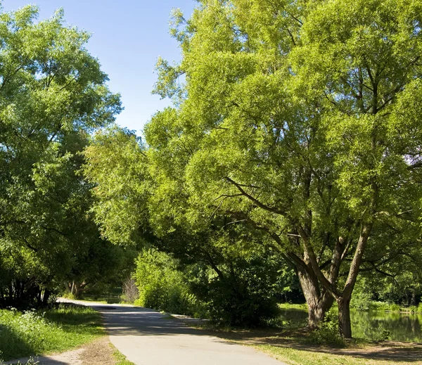 Willow trees near lake, park — Stock Photo, Image