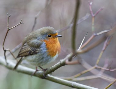 ağaç üzerinde dinlenme robin.