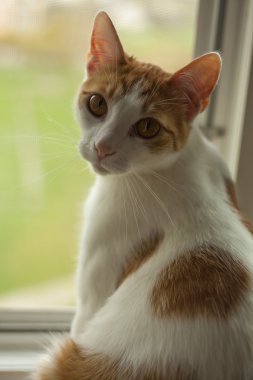 Young ginger cat waiting for his owner clipart