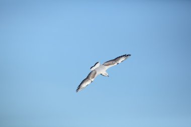 martı floathing hava