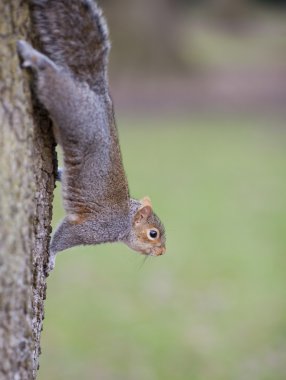 grappige eekhoorn op de boom.