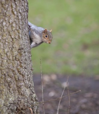 grappige eekhoorn op de boom.