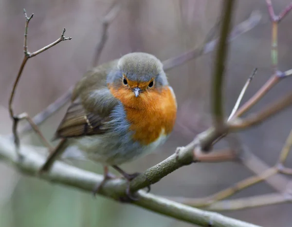 Robin rusten op de boom. — Stockfoto