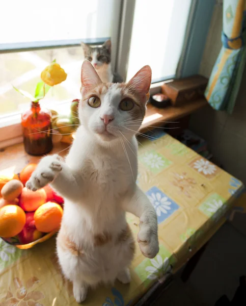 Νέος τζίντζερ γάτα παίζει με μια φωτογραφική μηχανή — Φωτογραφία Αρχείου