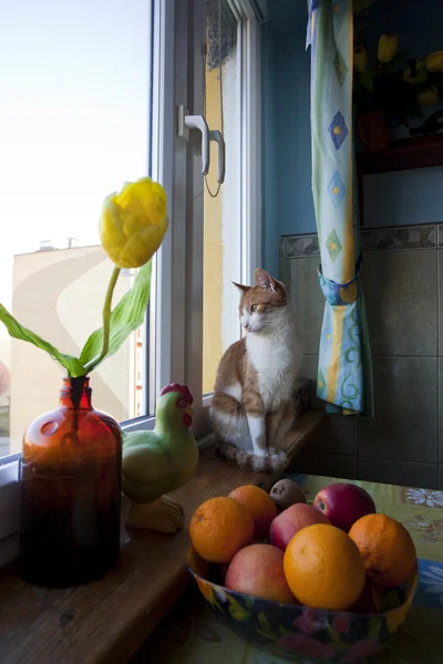 Mladý zázvor kočka čeká na svého majitele — Stock fotografie