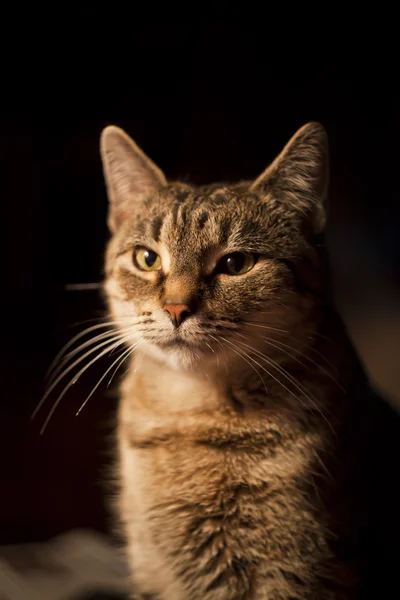 Avrupa yerli kedi — Stok fotoğraf