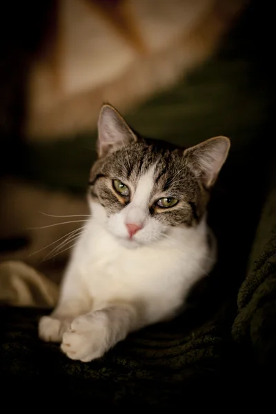 Fiatal és aranyos macska keresi — Stock Fotó