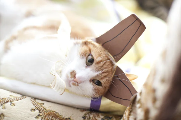 Funny ginger cat wearing fake rabbit ears — Stock Photo, Image
