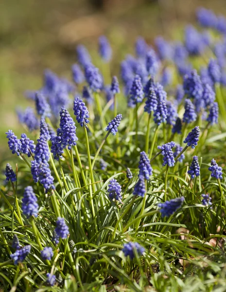 stock image Flowers in the garden