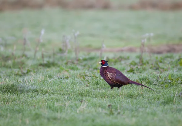 Wild male of pheasant — Stock Photo, Image
