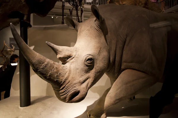 stock image Exhibition in The National Museum of Scotland in Edinburgh