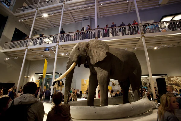 stock image The National Museum of Scotland in Edinburgh