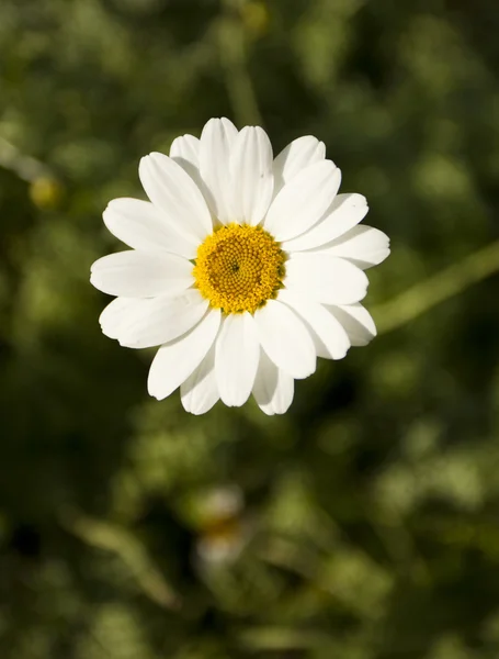 Один цветок в саду — стоковое фото