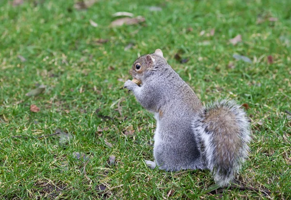 Funny squirrel eating nuts. — Stock Photo, Image