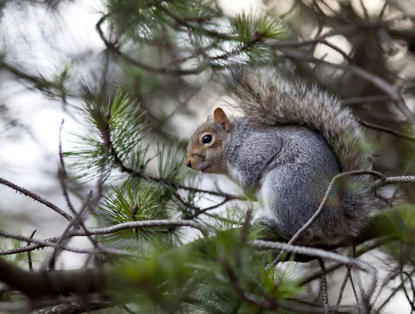 Divertente scoiattolo seduto sull'albero . — Foto Stock