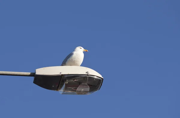 stock image Seagull resting on the street lamp.