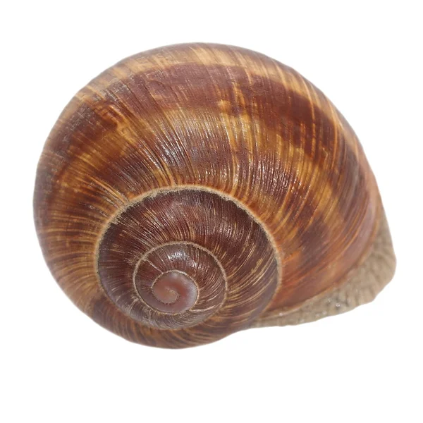Ślimak na białym tle na białym tle, ślimak winniczek - gatunek ślimak lądowy — Zdjęcie stockowe