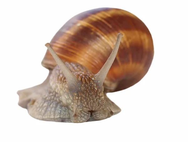 Snail isolated on white background, Helix pomatia - species of land snail — Stock Photo, Image
