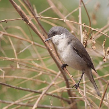 Lesser Whitethroat singing on the branch, Sylvia curruca clipart