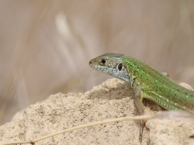 kum, lacerta viridis üzerinde Avrupa yeşil kertenkele