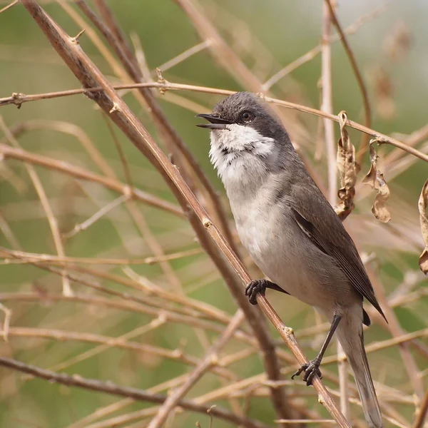 Lesser Whitethroat singing on the branch, Sylvia curruca — Stock Photo, Image