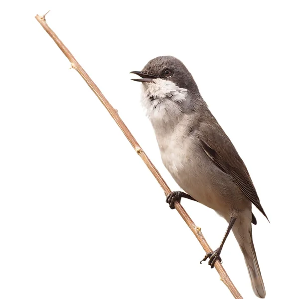 Minore Whitethroat che canta su ramo isolato su bianco — Foto Stock