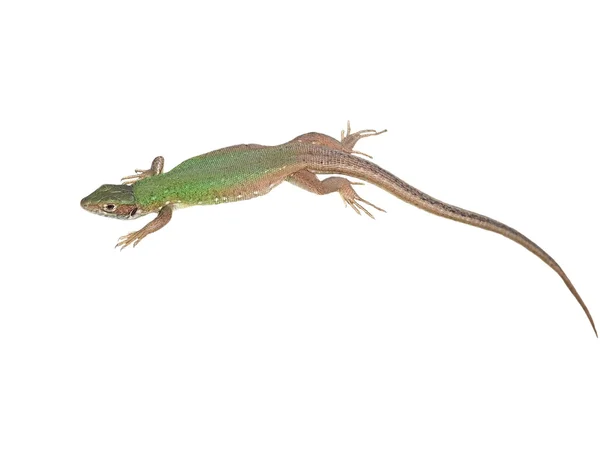 Jaszczurka zielona na białym tle na białym tle, lacerta viridis — Zdjęcie stockowe