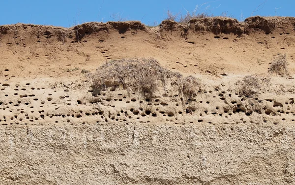 Colony of swallows, Active Sand Martin breeding colony — Stock Photo, Image