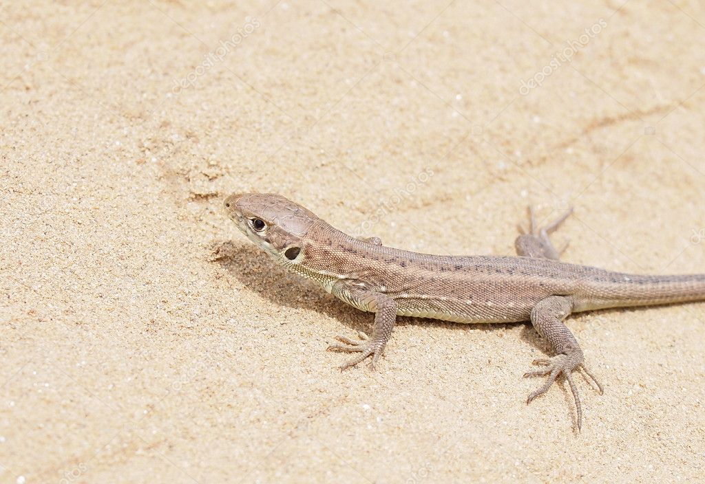 European Green Lizard, juvenile, Lacerta viridis — Stock Photo ...