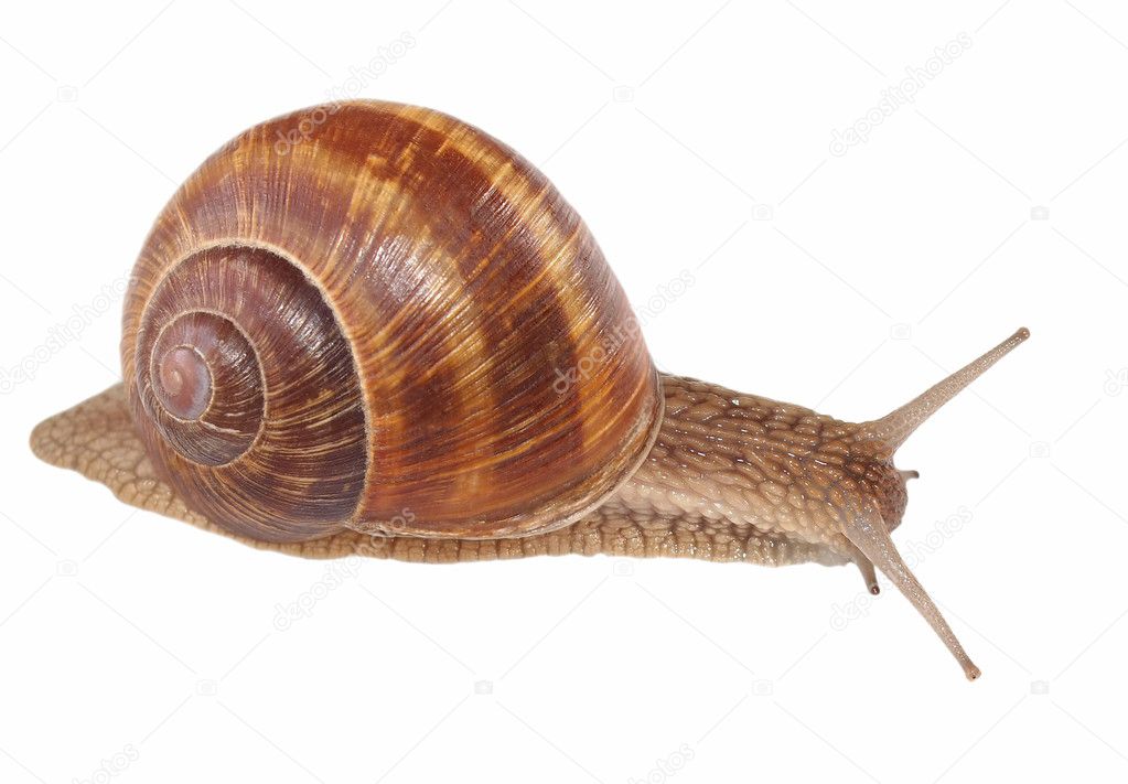 Snail isolated on white background, Helix pomatia - species of land snail
