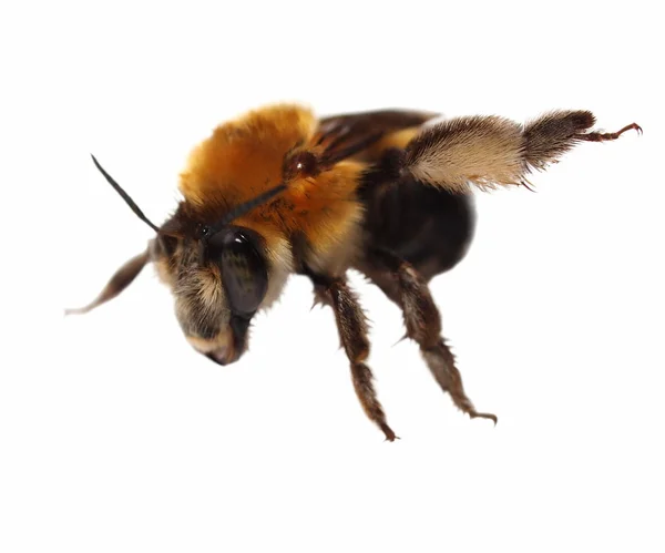 Bumblebee isolerad på vit bakgrund — Stockfoto