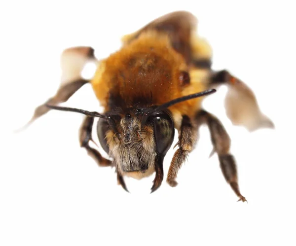 被白色背景隔离的大黄蜂 — 图库照片