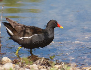 ortak moorhen, gallinula chloropus