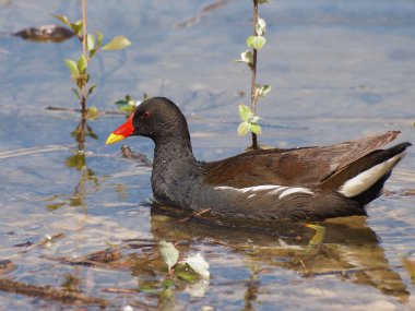 ortak moorhen, gallinula chloropus