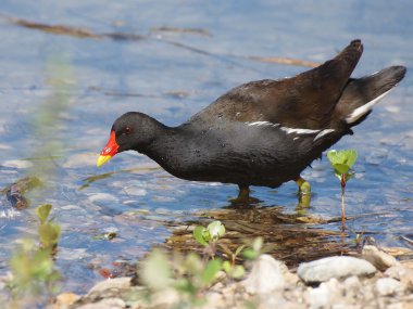 ortak moorhen, gallinula chloropus