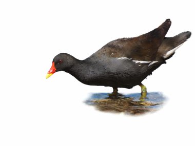 Beyaz arka plan üzerinde izole ortak moorhen