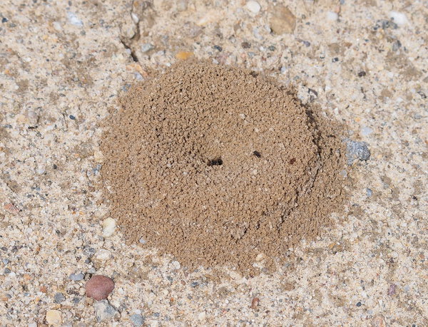 Sand anthill, active nest with ants