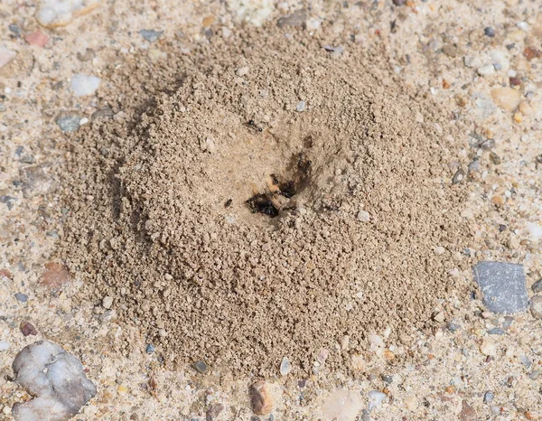 Sand anthill, active nest with ants — Stock Photo, Image