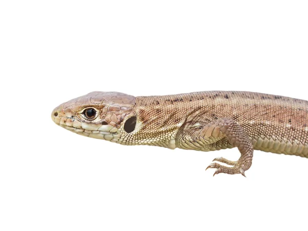 European Green Lizard, juvenile, isolated on white — Stock Photo, Image