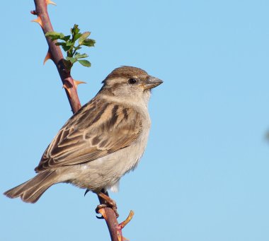 Tree Sparrow on branch, Passer montanus clipart