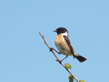 ortak stonechat, saxicola torquata