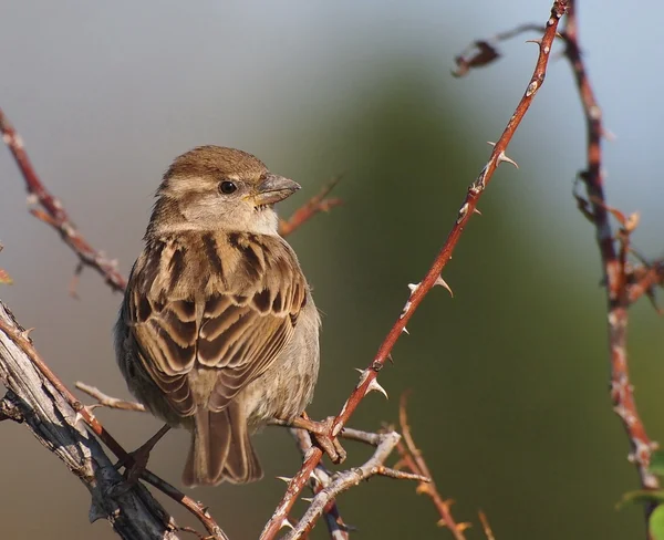 Tree sparrow σε κλάδο, passer montanus — Φωτογραφία Αρχείου