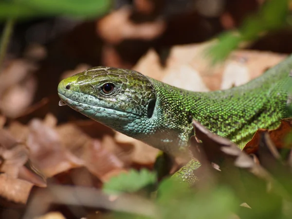 Lizard verde europeo, Lacerta viridis — Foto Stock