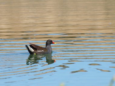 Moorhen, Gallinula chloropus